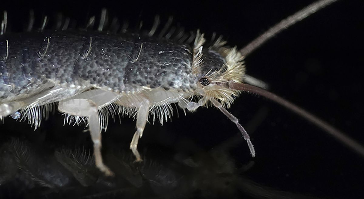 Skjeggkrefelle med Åte - Trinol 9 stk i pakke